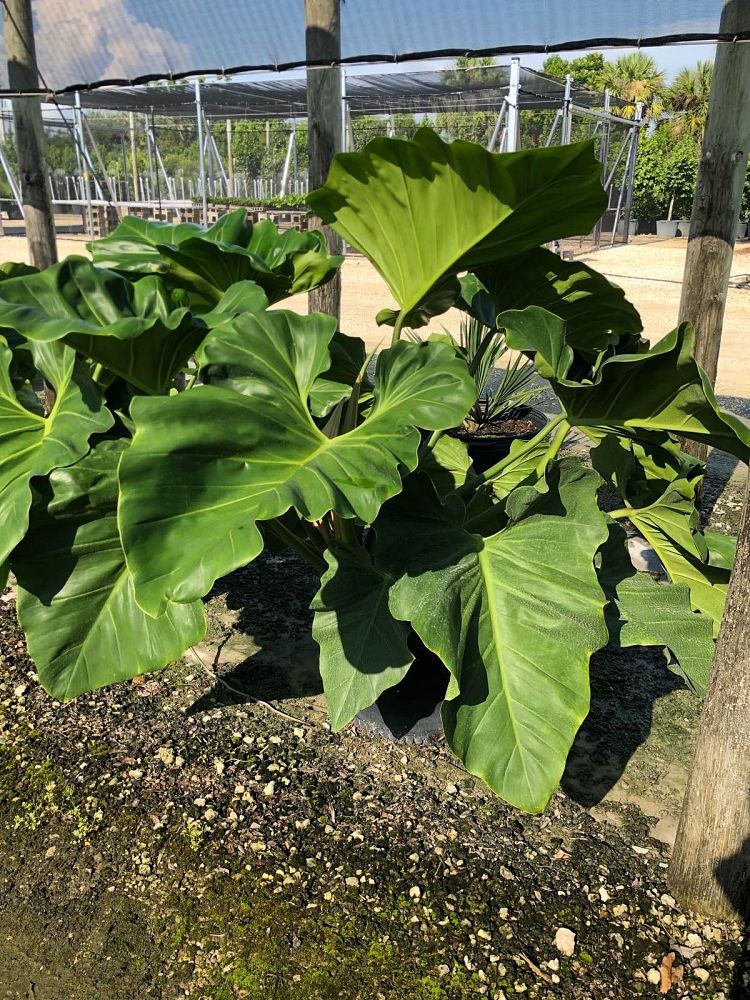 philodendron-giganteum