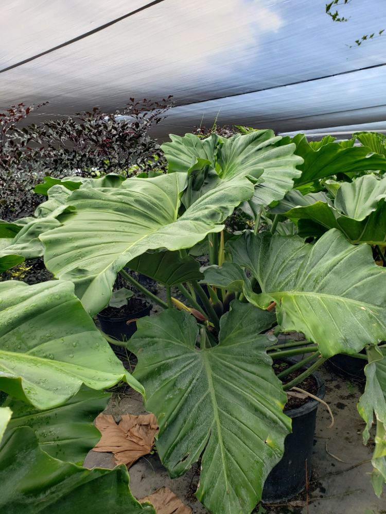 philodendron-giganteum