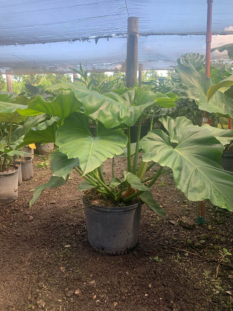 philodendron-giganteum
