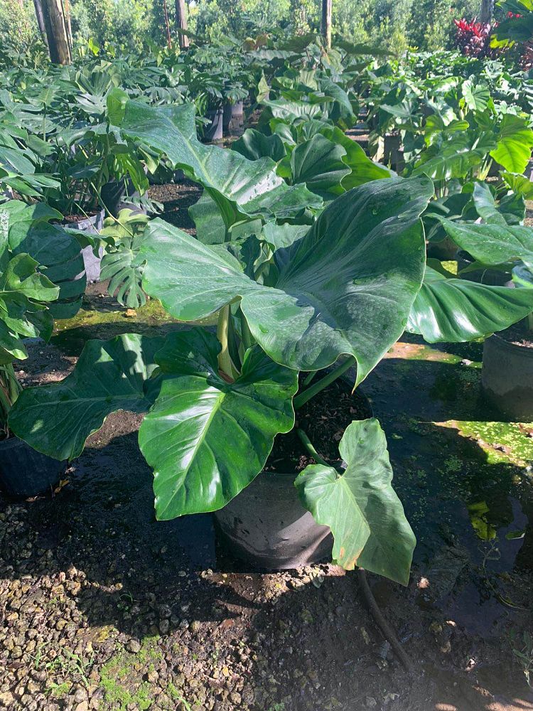 philodendron-giganteum