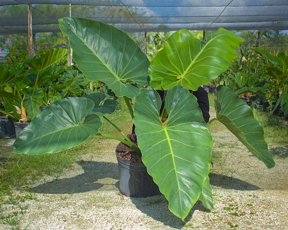 philodendron-giganteum