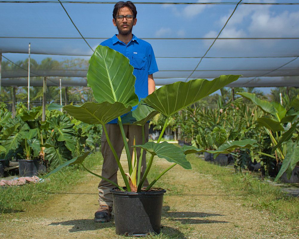 philodendron-giganteum