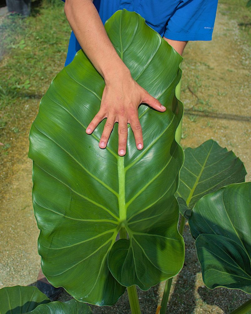 philodendron-giganteum