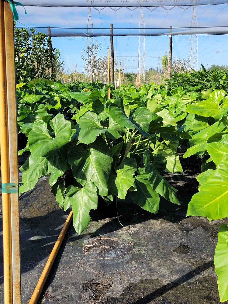 philodendron-giganteum