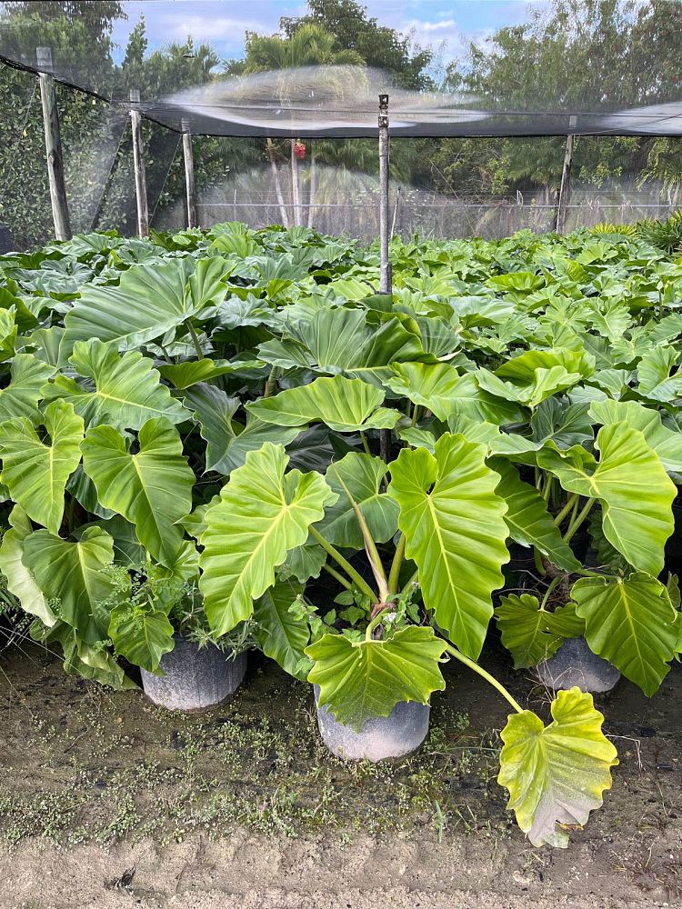 philodendron-giganteum