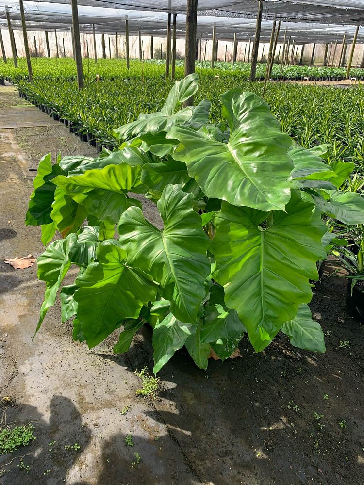 philodendron-giganteum