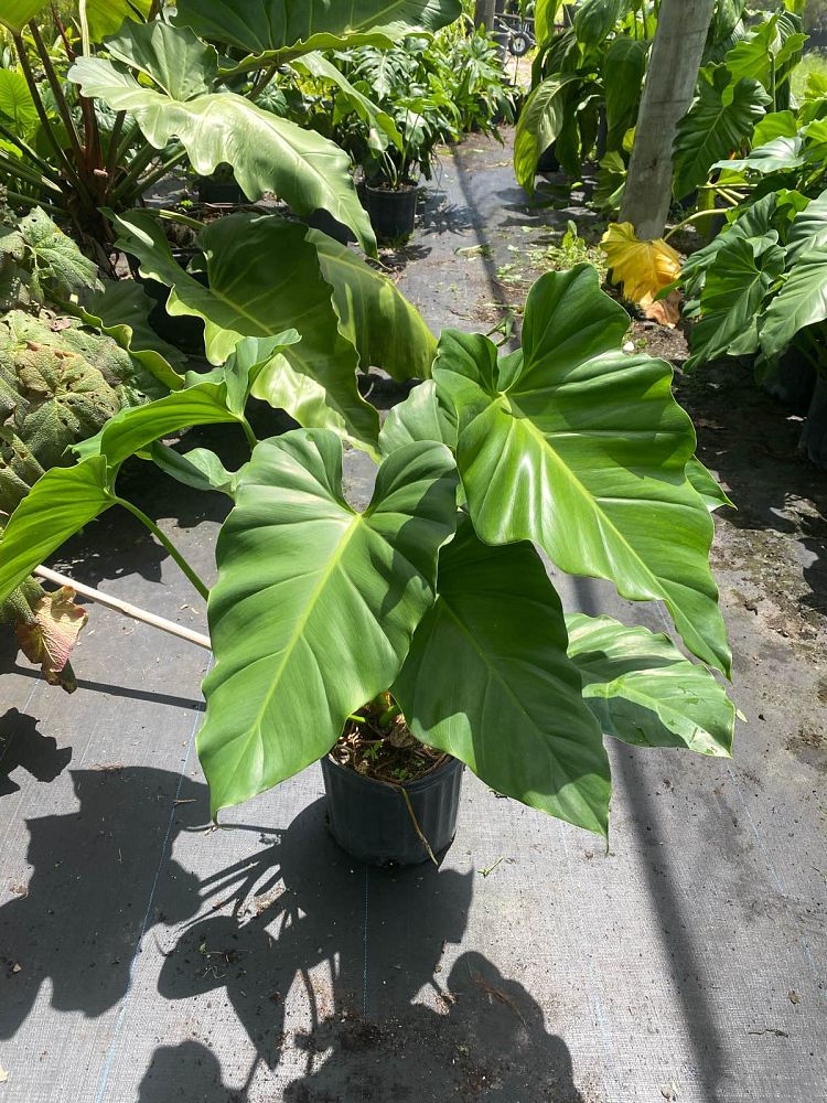 philodendron-giganteum