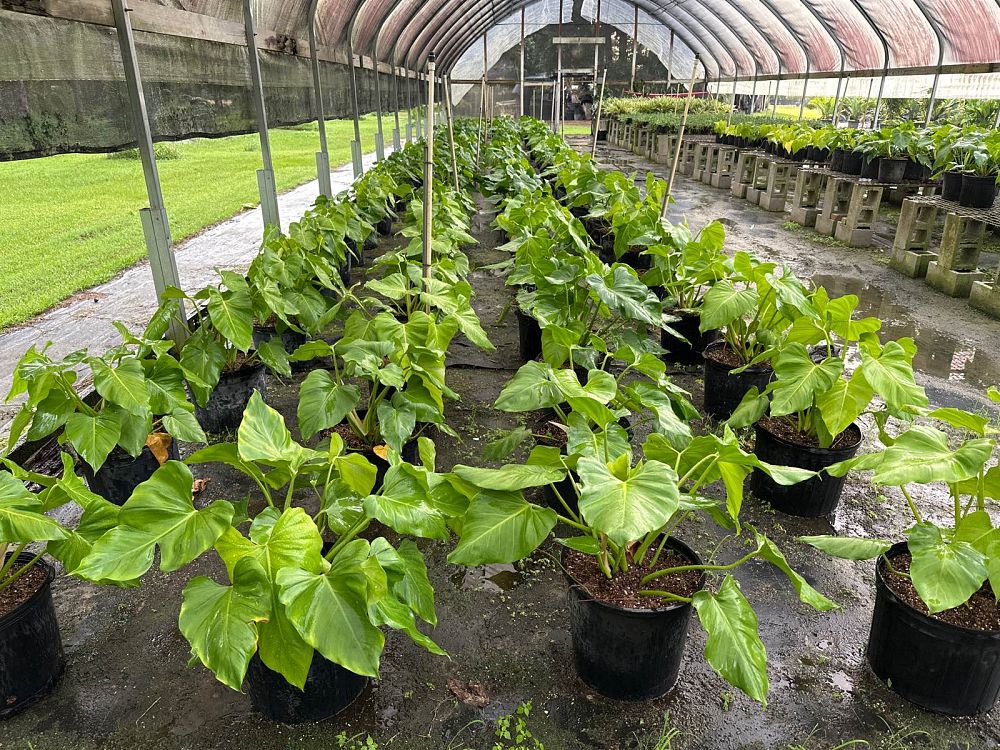 philodendron-giganteum