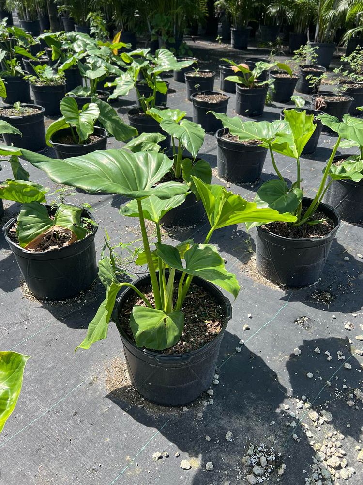 philodendron-giganteum