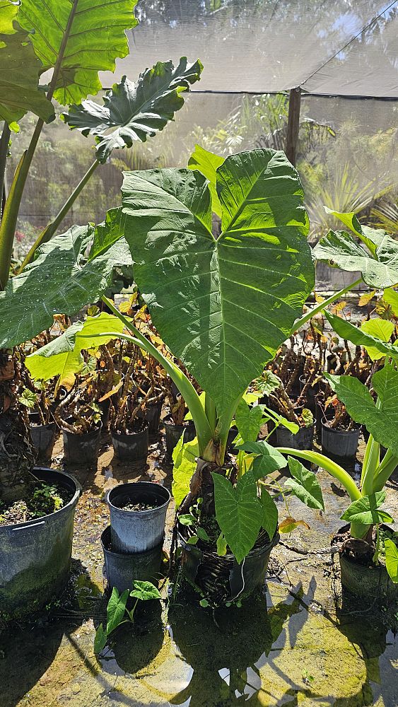 philodendron-giganteum