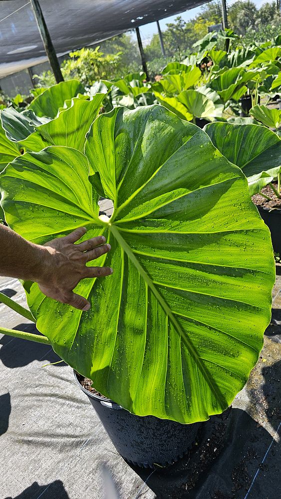 philodendron-giganteum