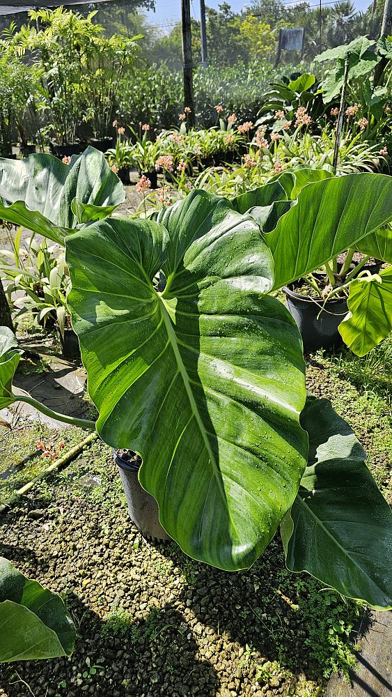 philodendron-giganteum