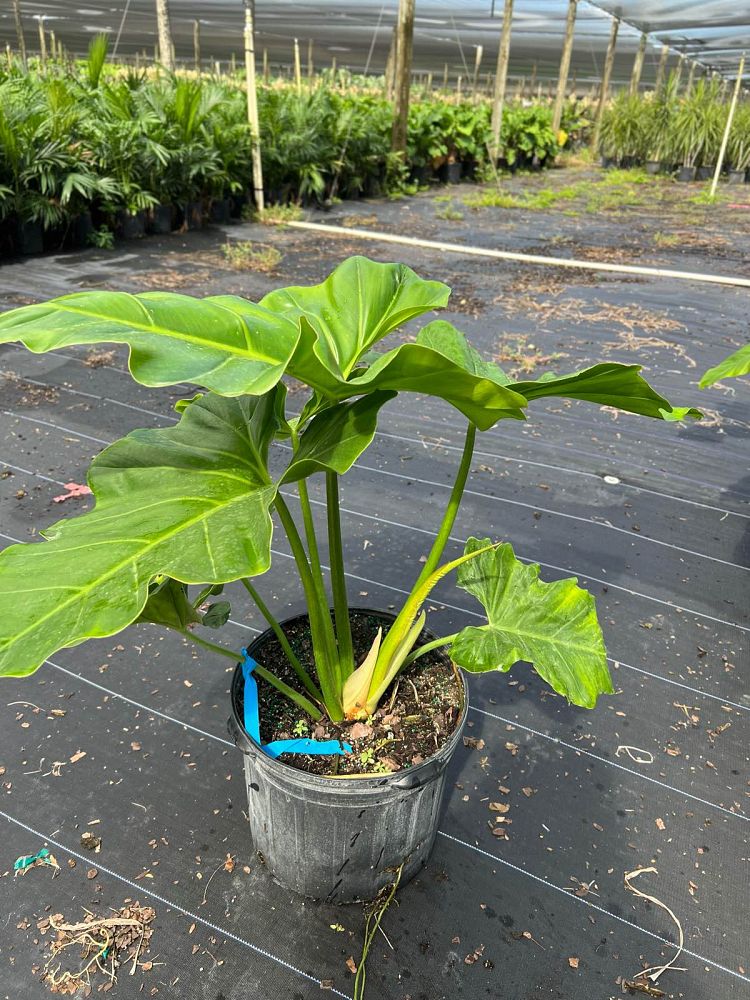 philodendron-giganteum