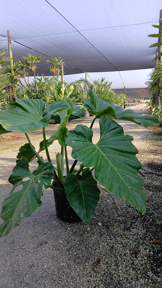 philodendron-giganteum