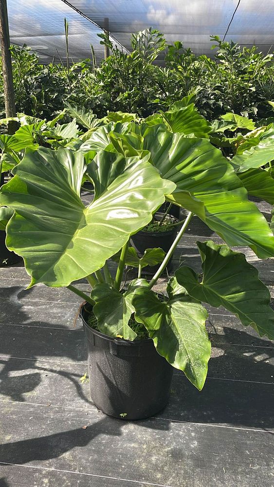 philodendron-giganteum