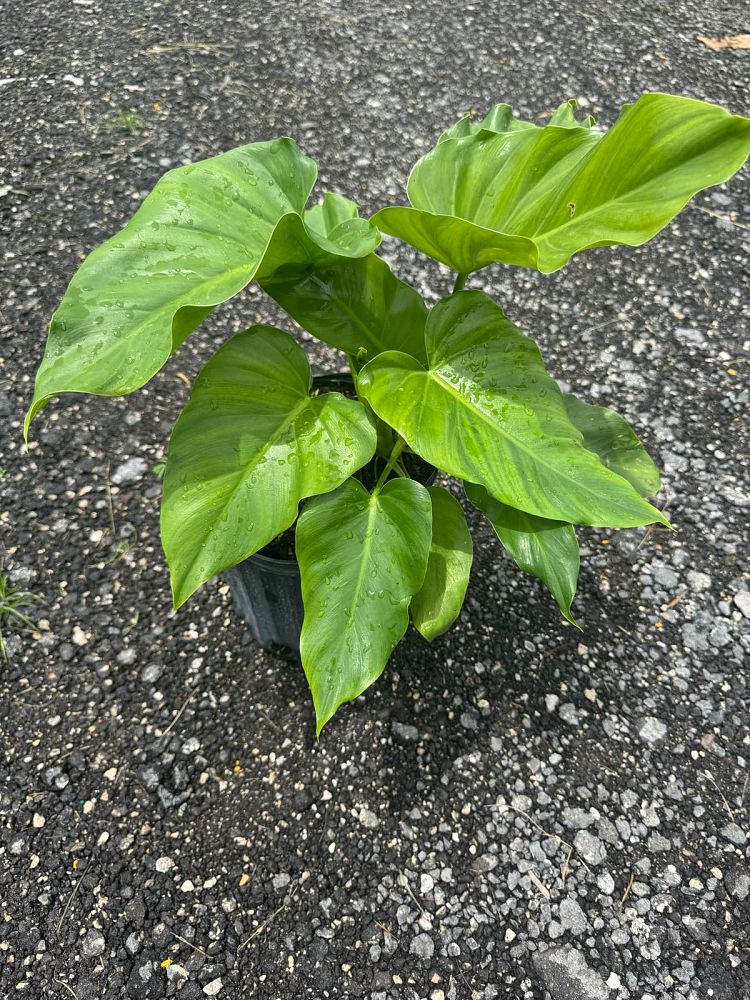 philodendron-giganteum