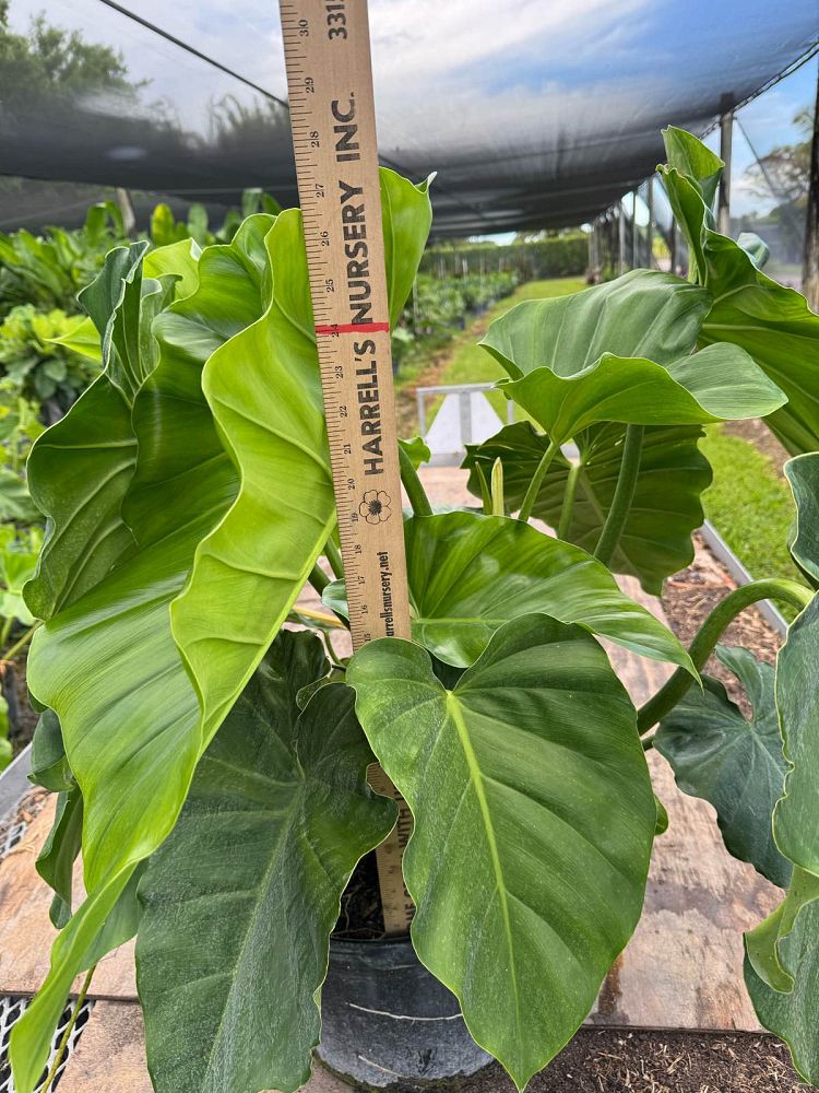 philodendron-giganteum