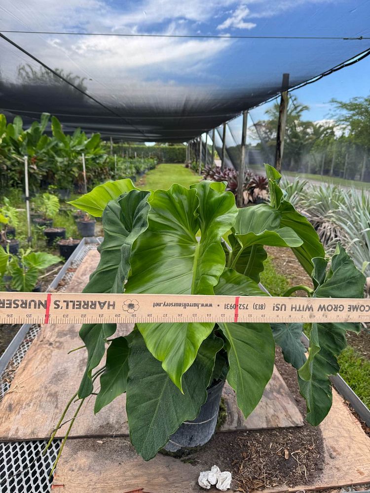 philodendron-giganteum