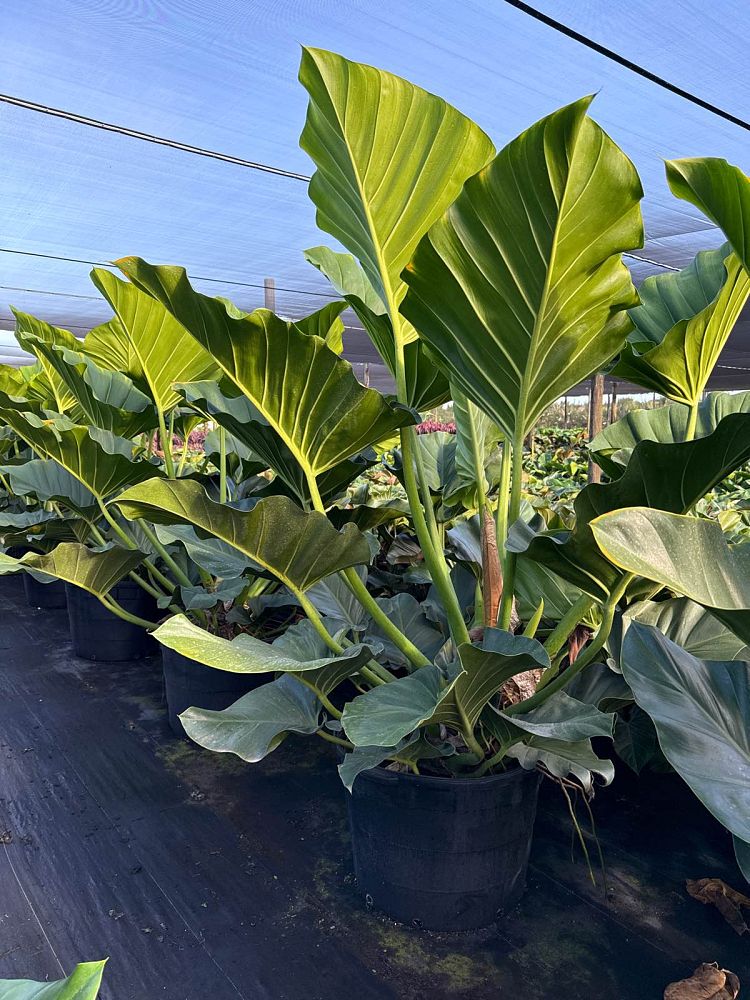 philodendron-giganteum