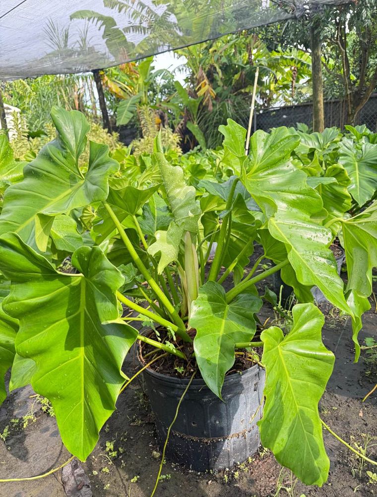 philodendron-giganteum