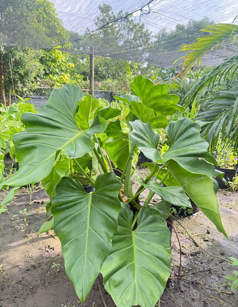 philodendron-giganteum