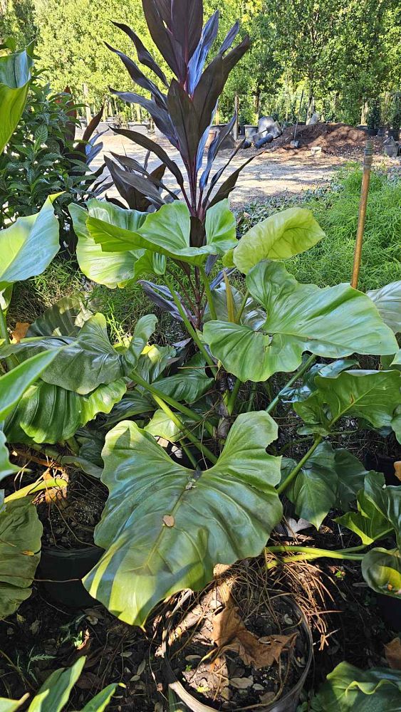 philodendron-giganteum