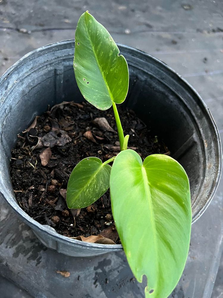 philodendron-giganteum-variegated-giant-philodendron