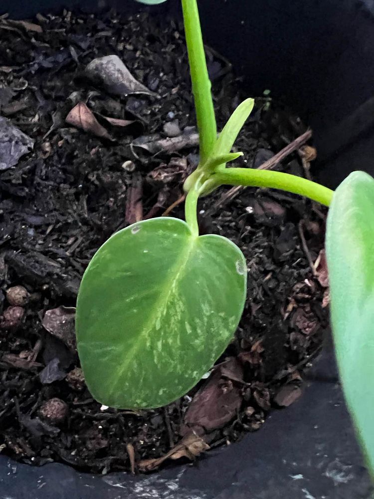 philodendron-giganteum-variegated-giant-philodendron