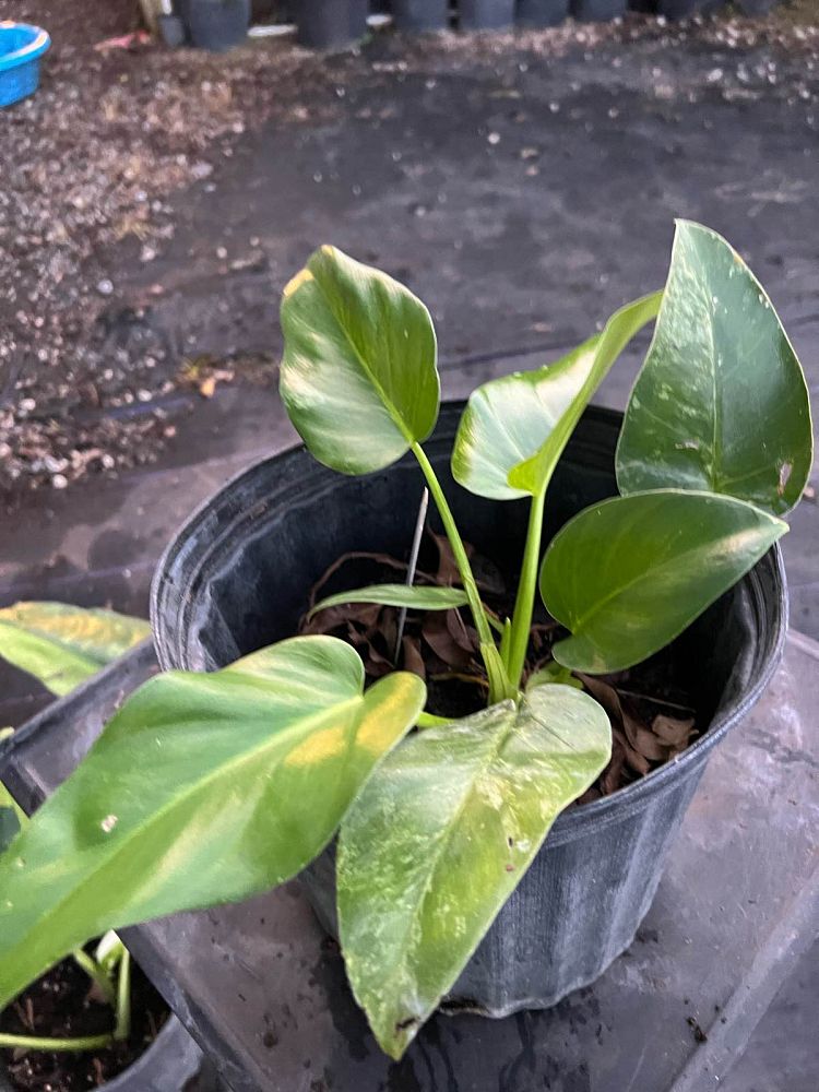 philodendron-giganteum-variegated-giant-philodendron