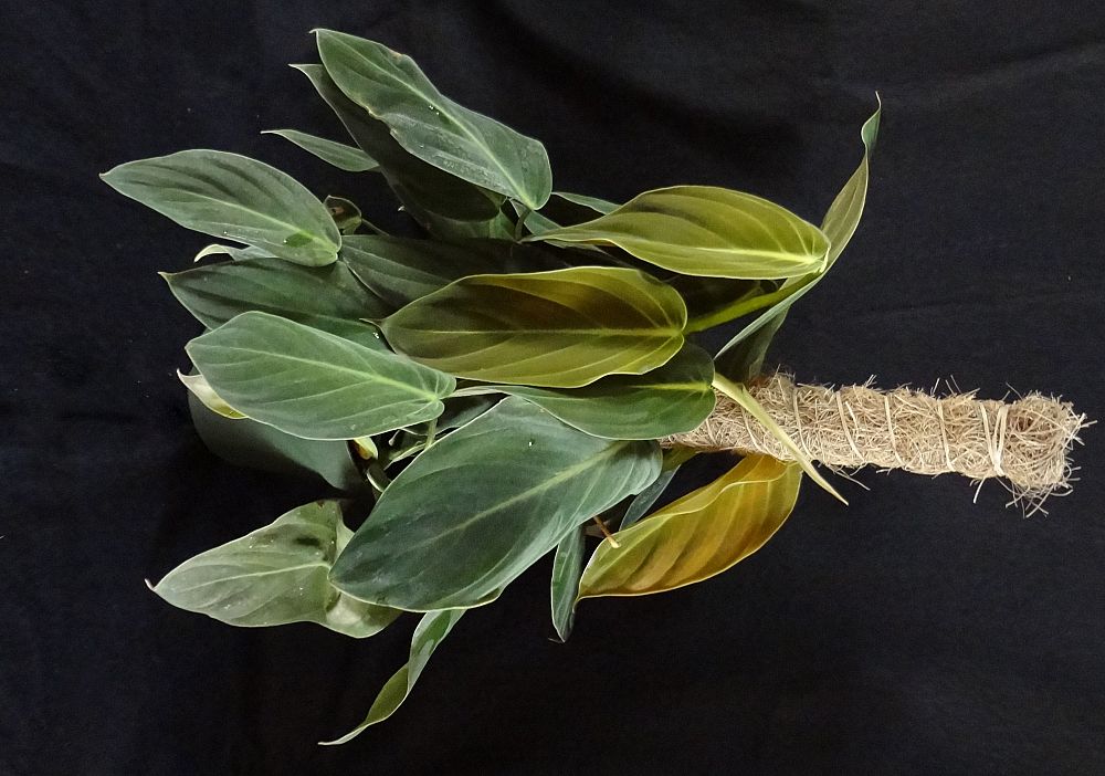 philodendron-gigas
