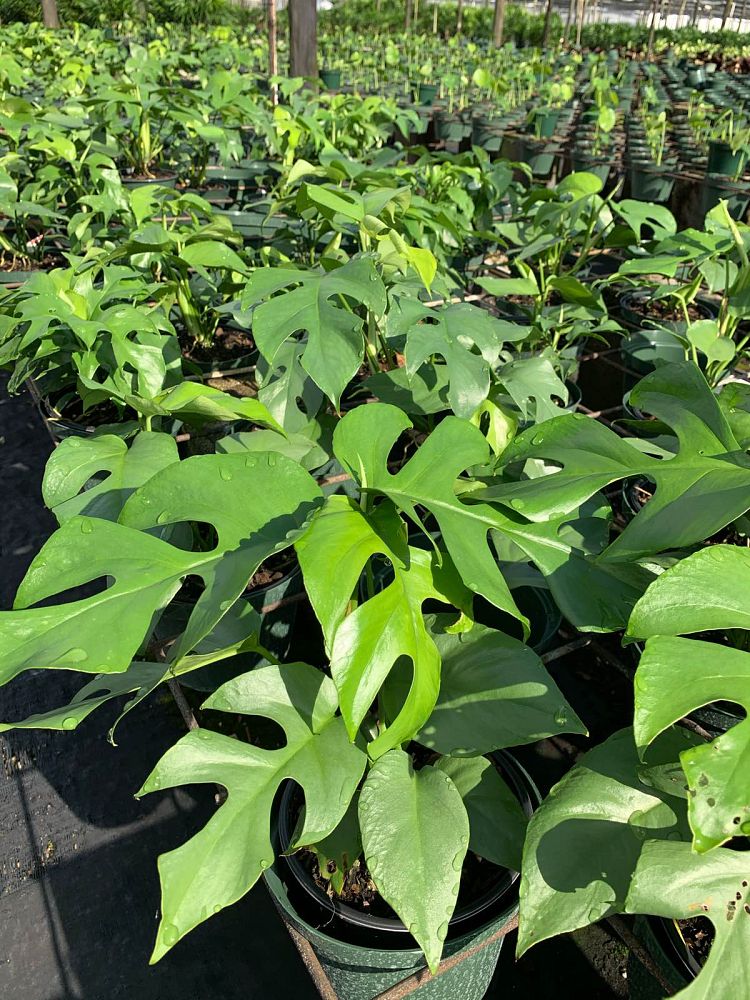 philodendron-ginny-dwarf-split-leaf-philodendron