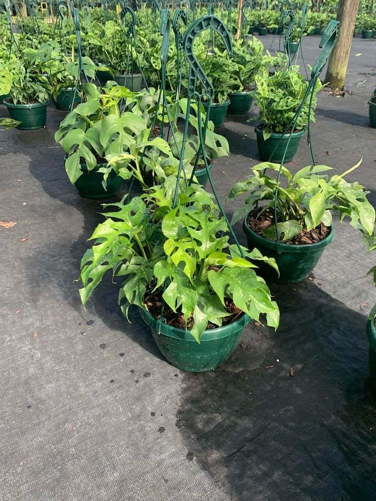 philodendron-ginny-dwarf-split-leaf-philodendron