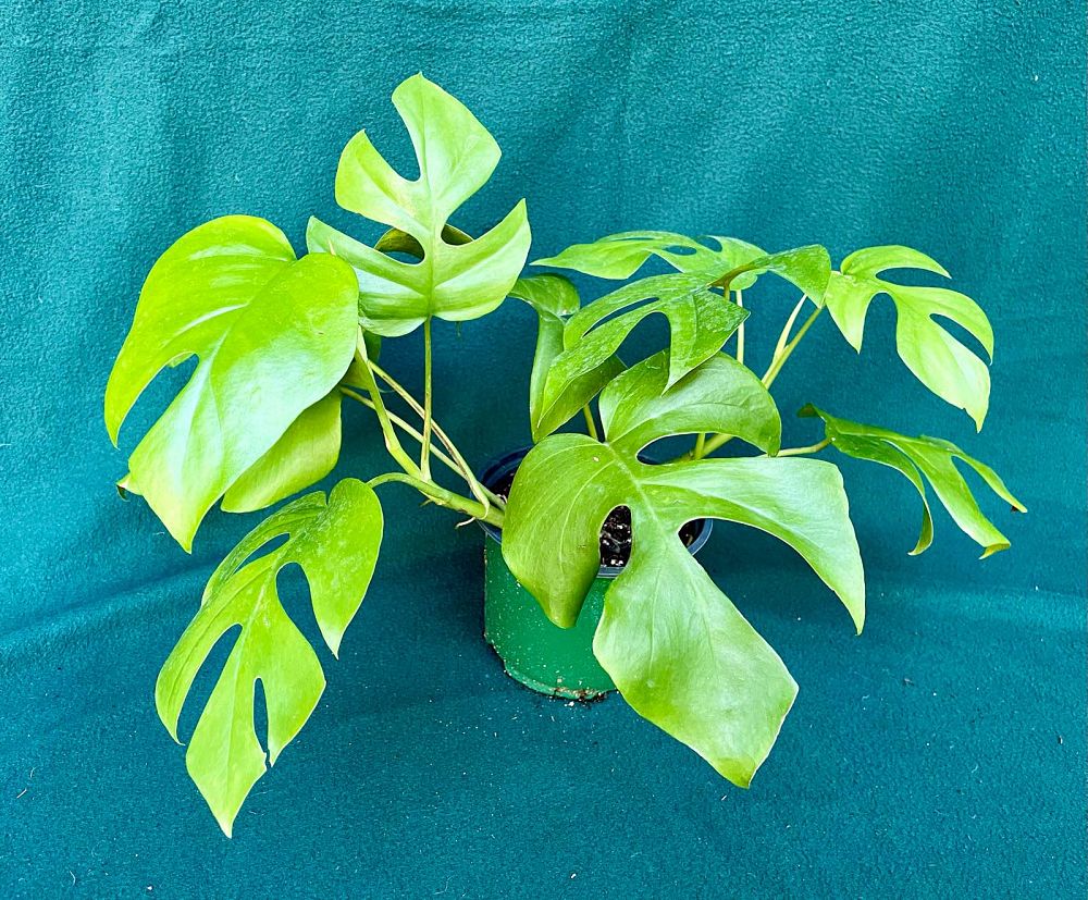 philodendron-ginny-dwarf-split-leaf-philodendron