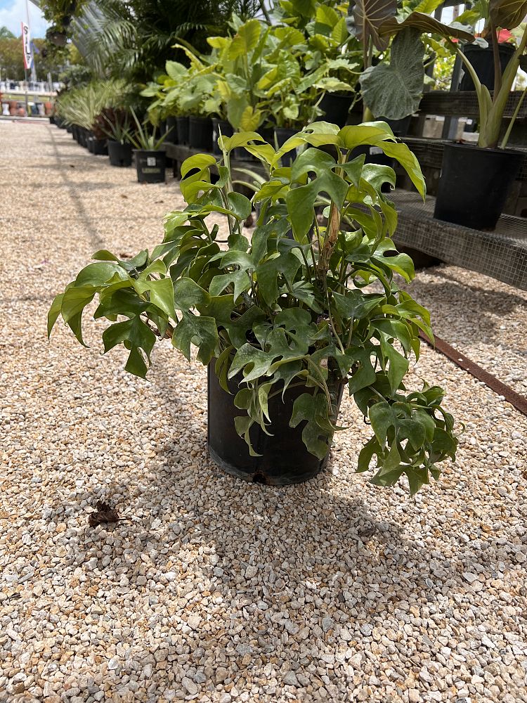 philodendron-ginny-dwarf-split-leaf-philodendron