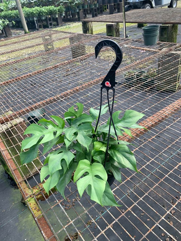 philodendron-ginny-dwarf-split-leaf-philodendron