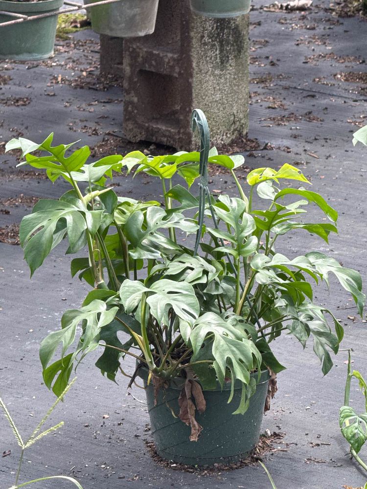 philodendron-ginny-dwarf-split-leaf-philodendron