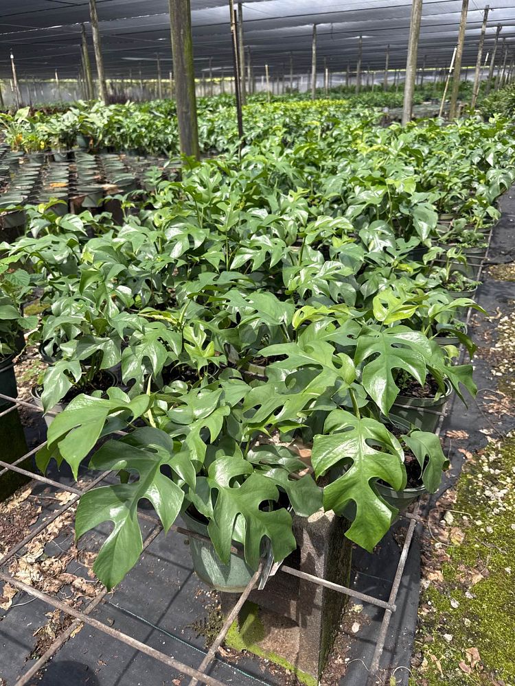 philodendron-ginny-dwarf-split-leaf-philodendron