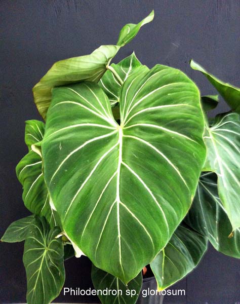 philodendron-gloriosum
