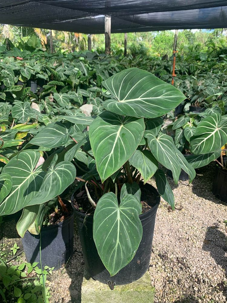 philodendron-gloriosum
