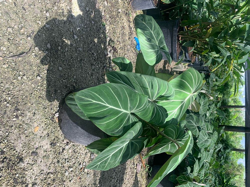 philodendron-gloriosum