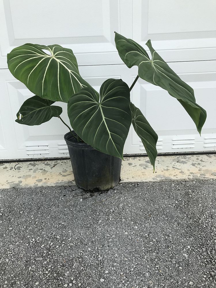 philodendron-gloriosum