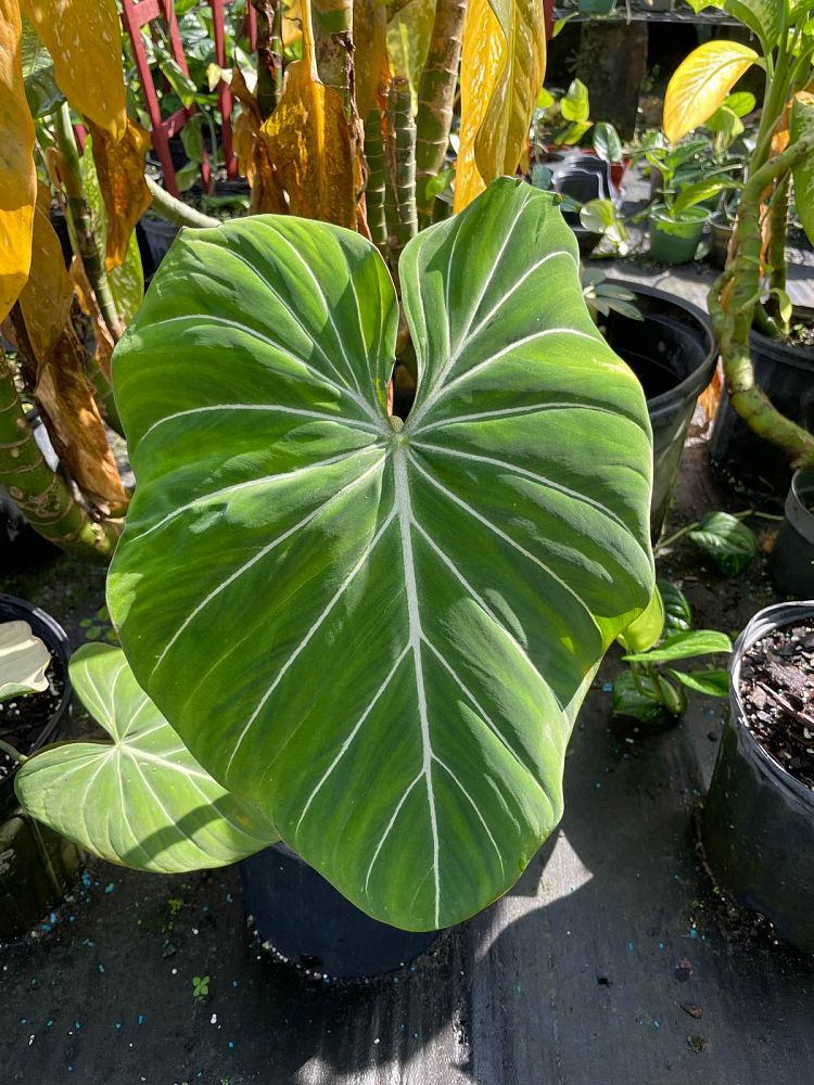 philodendron-gloriosum
