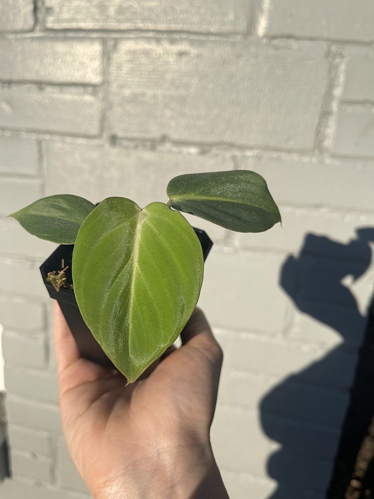 philodendron-gloriosum