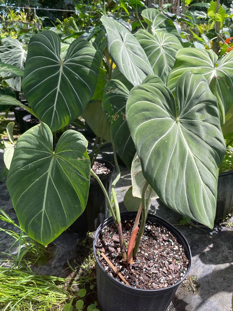 philodendron-gloriosum