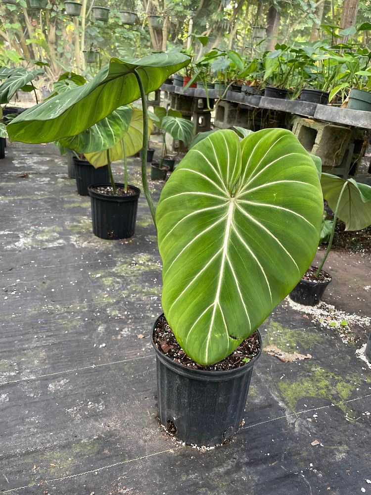 philodendron-gloriosum