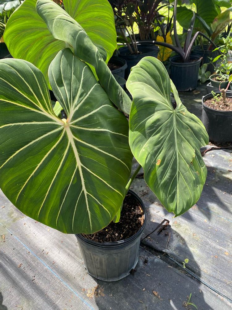 philodendron-gloriosum