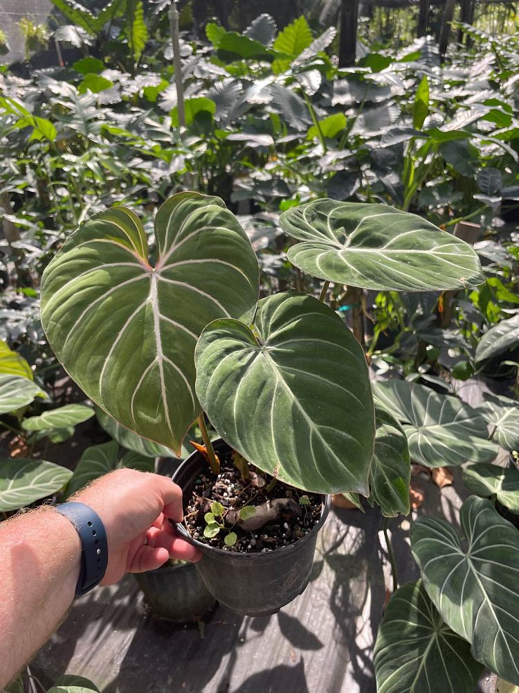 philodendron-gloriosum