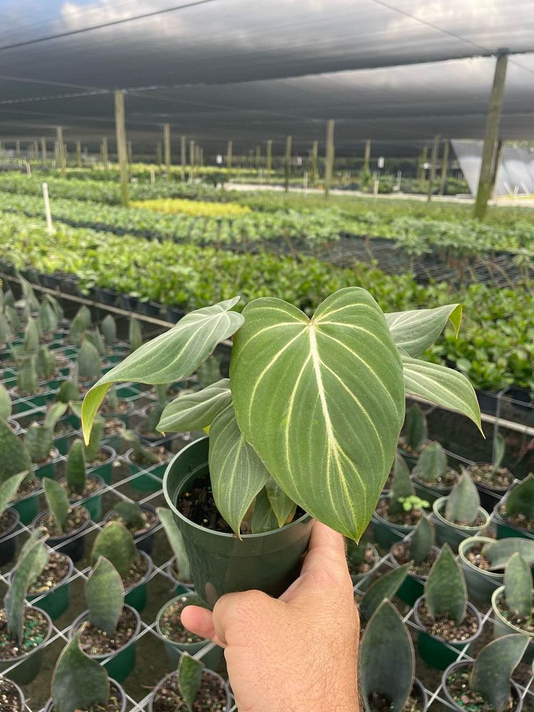 philodendron-gloriosum