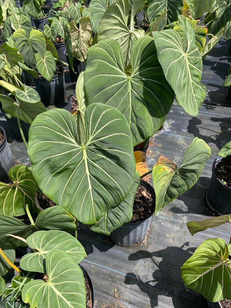 philodendron-gloriosum
