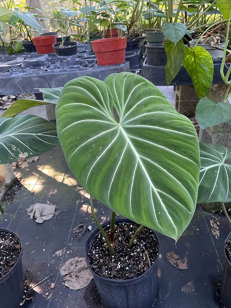 philodendron-gloriosum